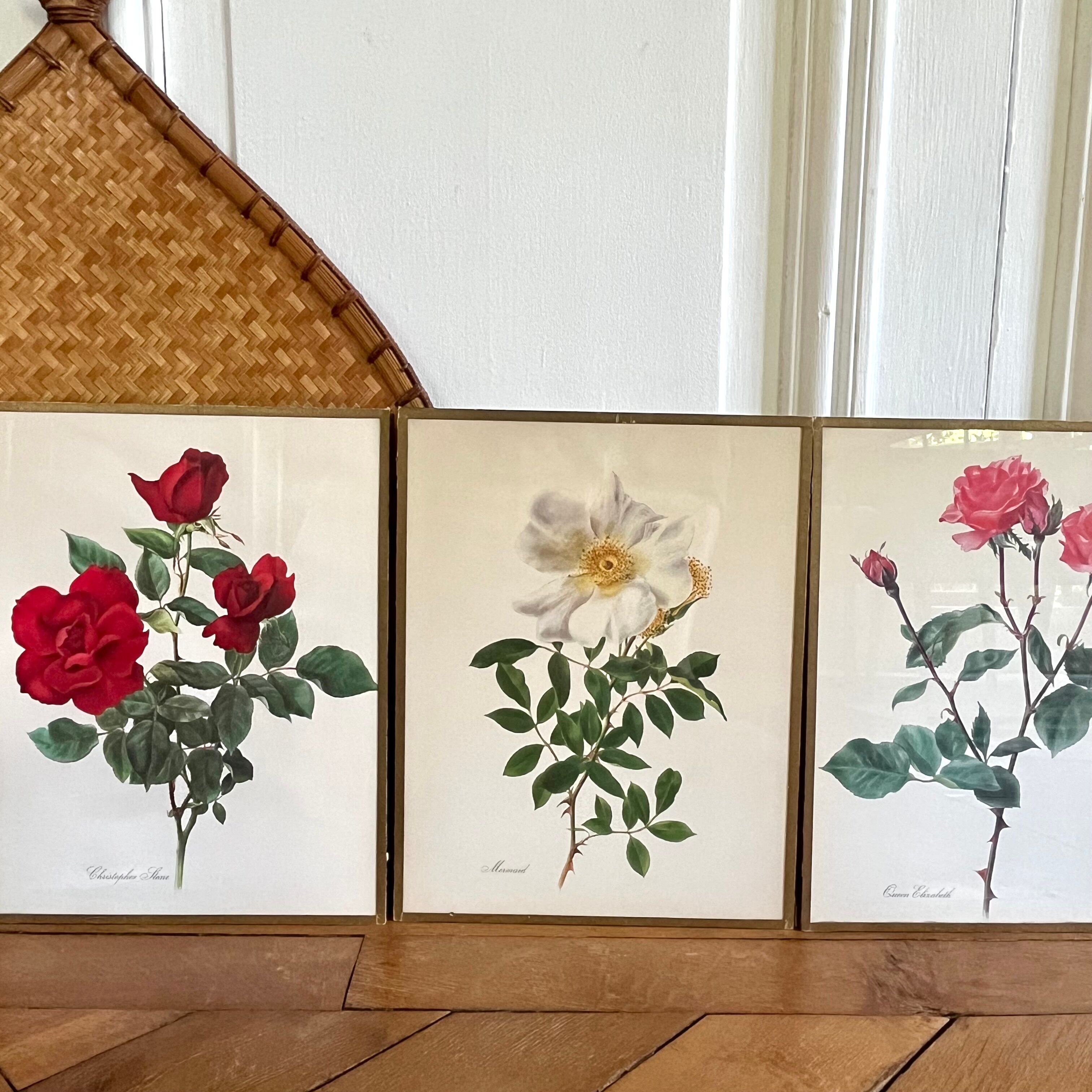 Pair of vintage botanical plates