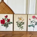 Pair of vintage botanical plates