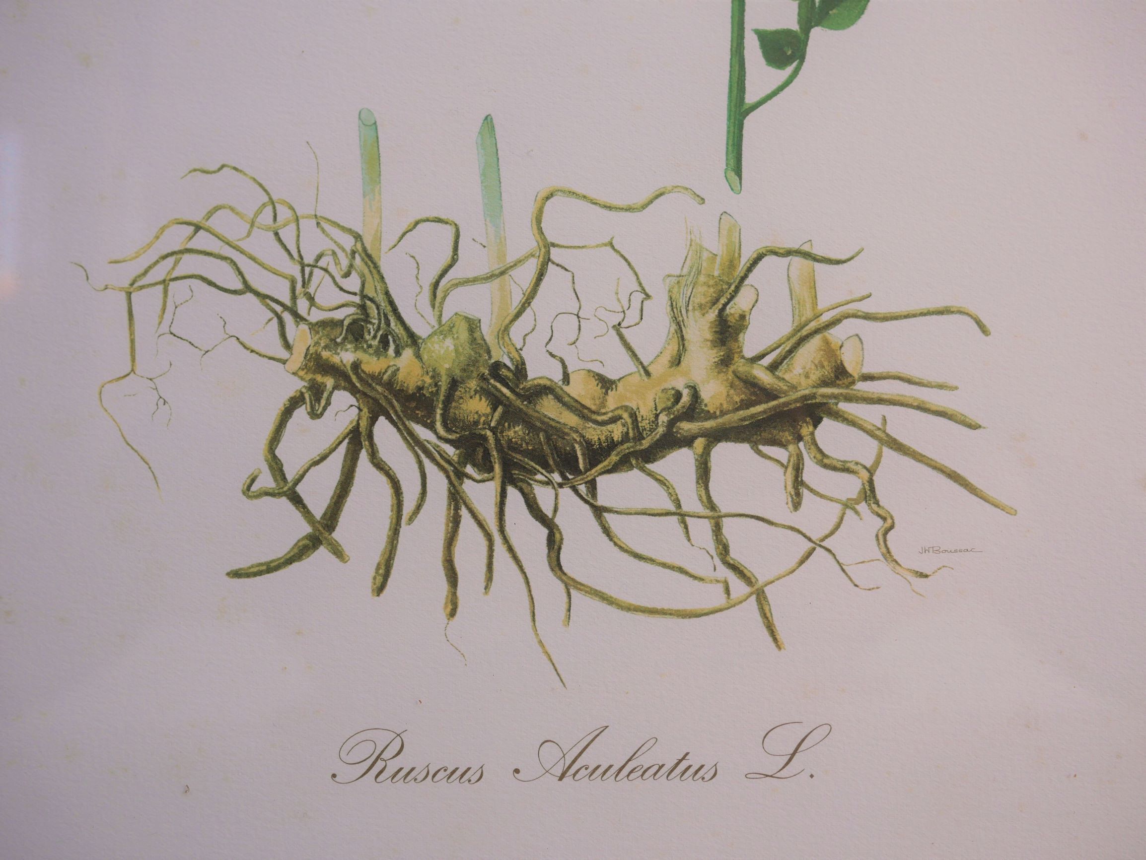 Vintage botanical poster "Ruscus Aculeatus"