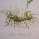Vintage botanical poster "Ruscus Aculeatus"