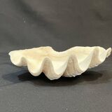 Grand vide-poches coquillage Bénitier naturel années 70 curiosités