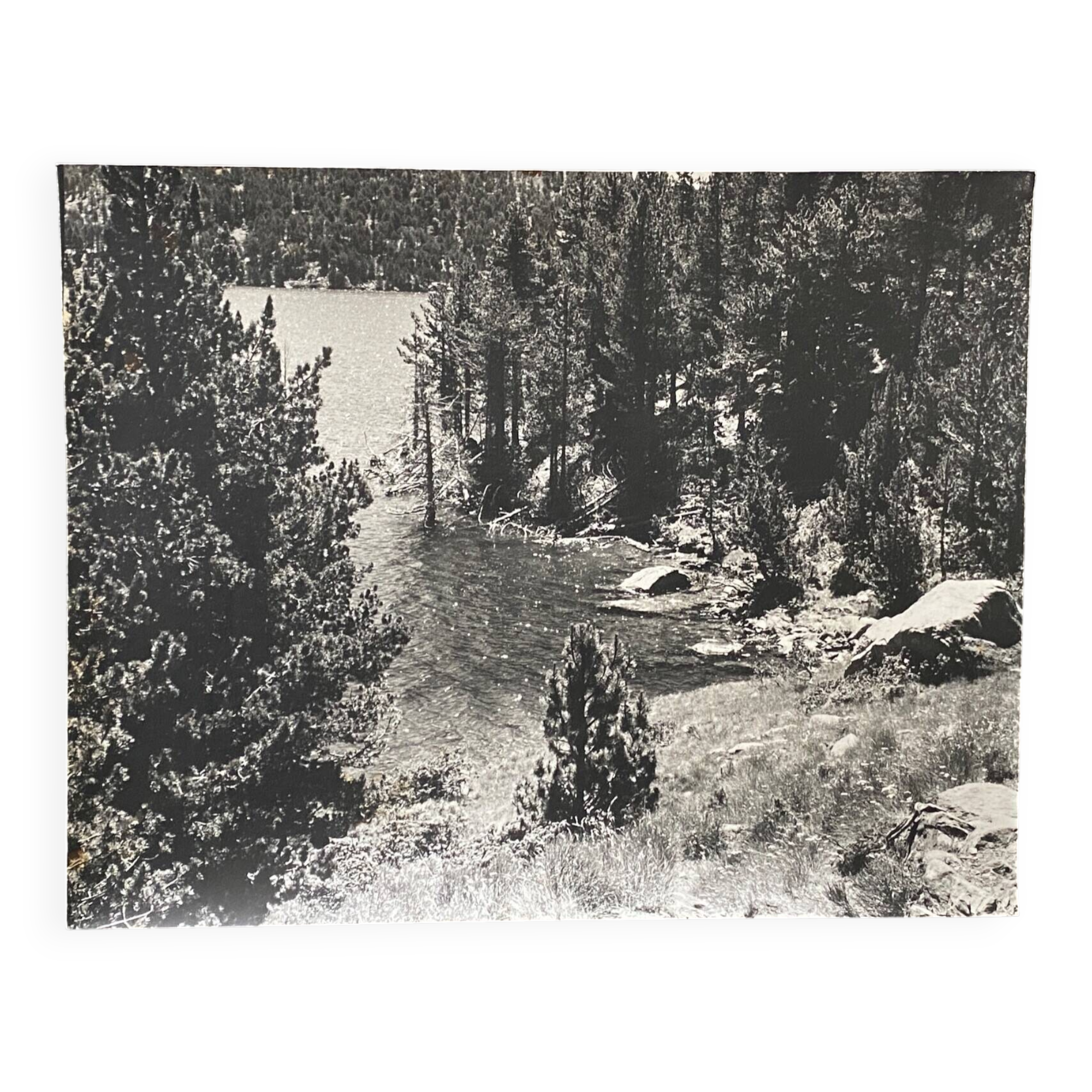 Vintage photograph of a forest by the lake by Bernard Darot, 20th century