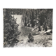 Vintage photograph of a forest by the lake by Bernard Darot, 20th century