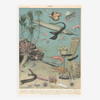 Lithograph plate seabed fauna ocean 1900