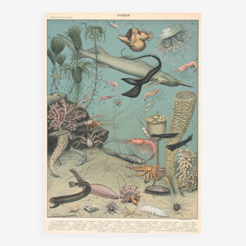 Planche lithographie les fonds marins faune océan 1900