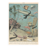 Lithograph plate of the seabed fauna ocean 1900