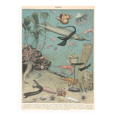 Lithograph plate of the seabed fauna ocean 1900