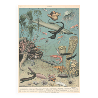 Planche lithographie les fonds marins faune océan 1900