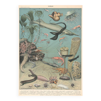Lithograph plate of the seabed fauna ocean 1900