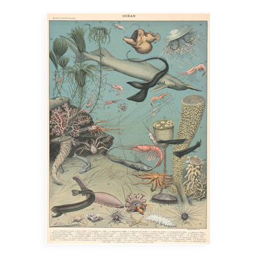 Lithograph plate of the seabed fauna ocean 1900