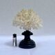Corail blanc naturel sur socle en bois tourné napoléon iii xixe cabinet de curiosités