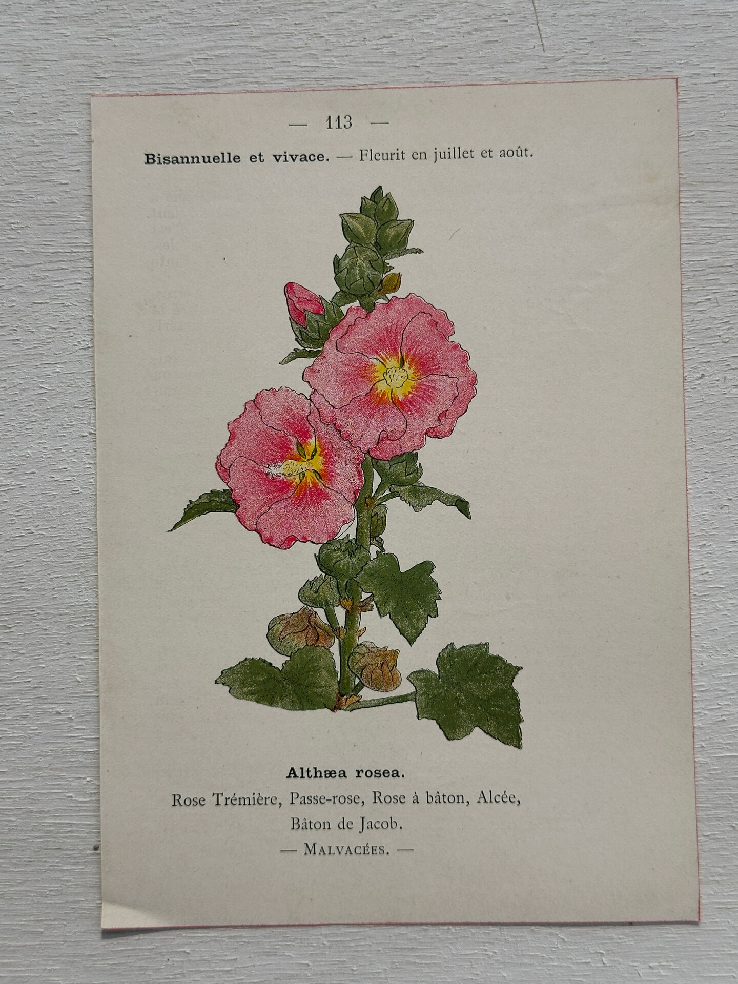 Botanical Plate 1800 Old Naturalist Engraving 19th Century Double-Sided