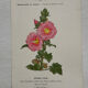 Botanical Plate 1800 Old Naturalist Engraving 19th Century Double-Sided