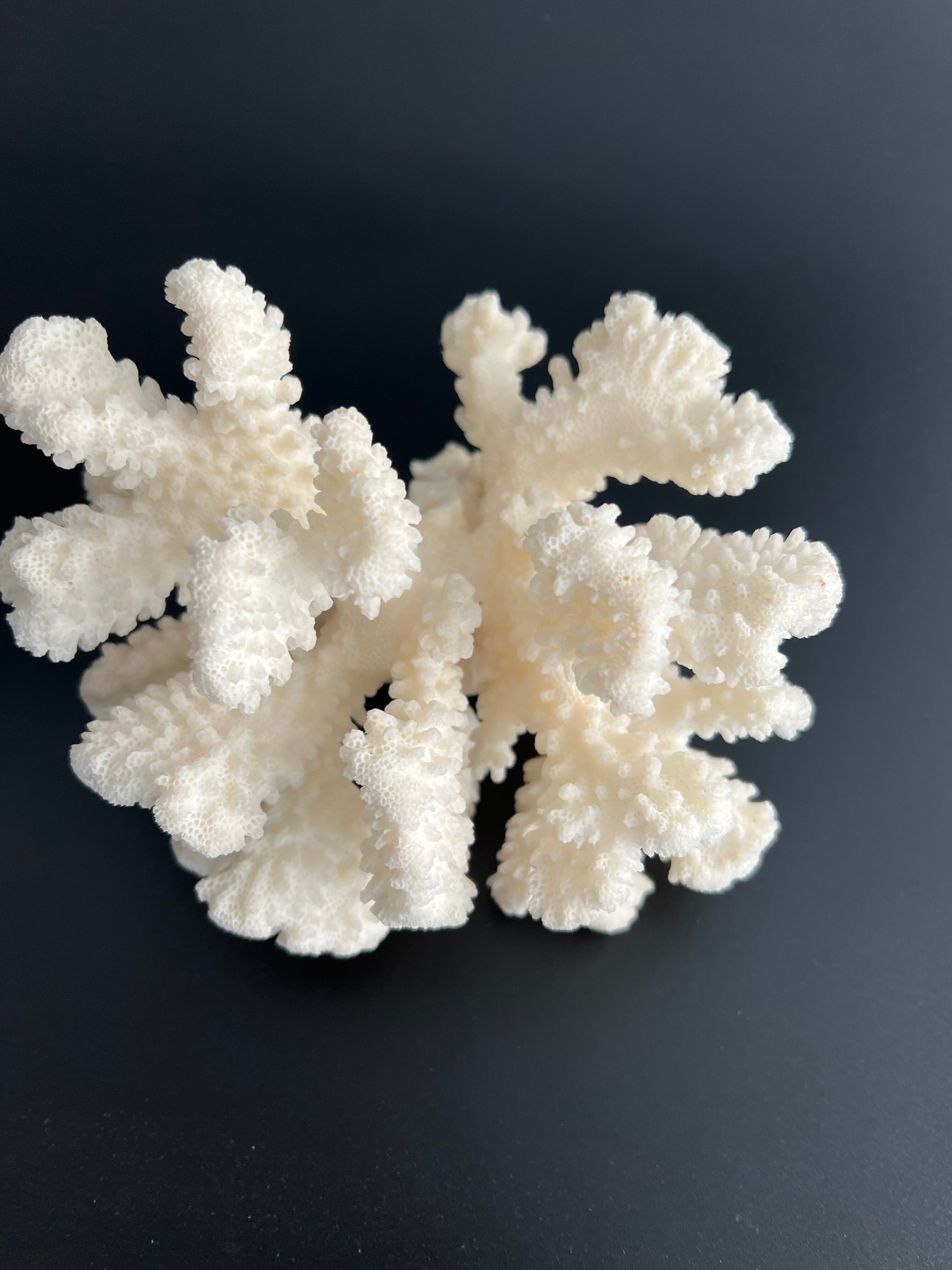 White coral vintage cabinet of curiosity