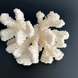 White coral vintage cabinet of curiosity