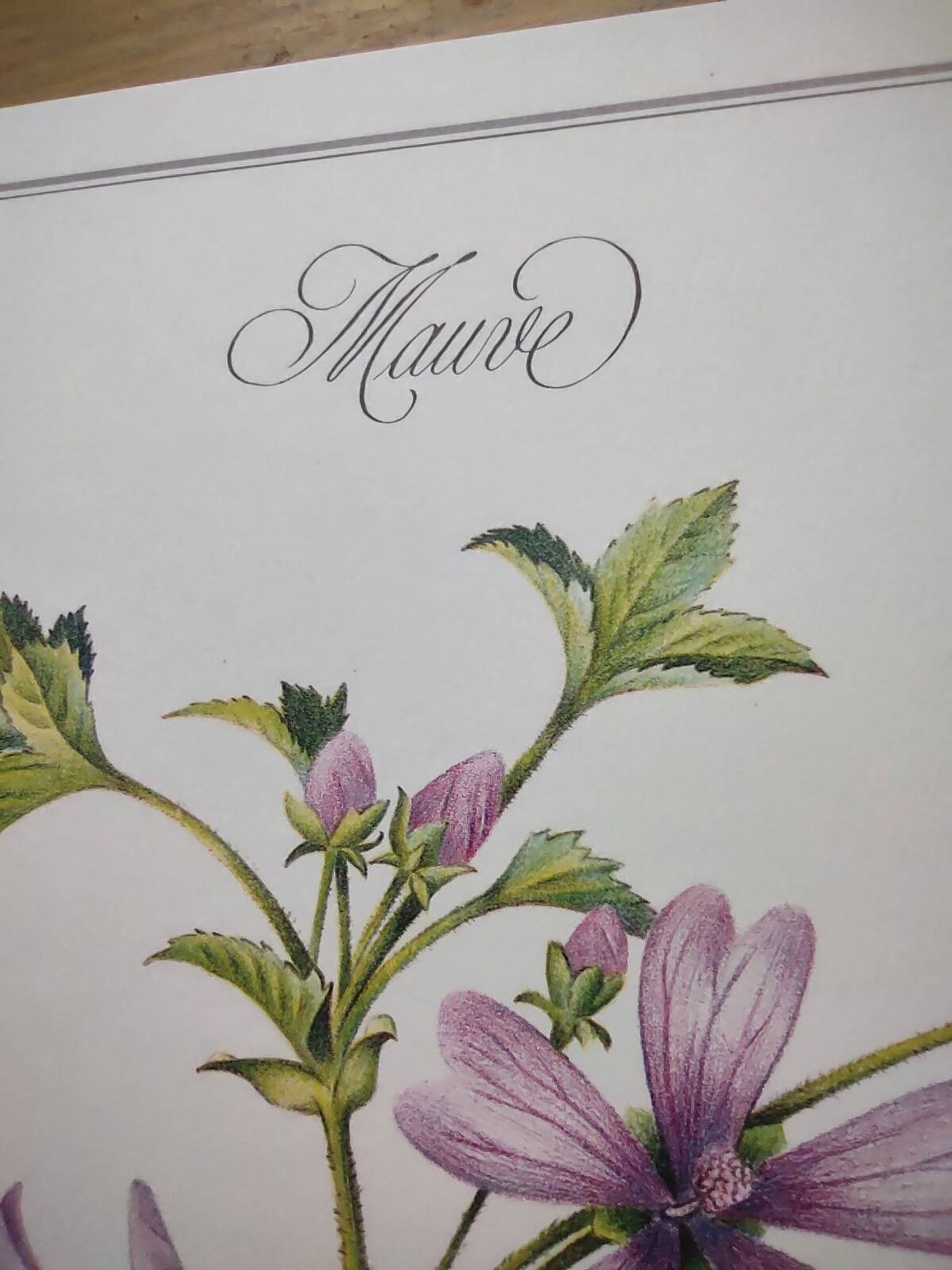 Botanical poster -Mauve- Illustration of medicinal plants and herbs by Michaud