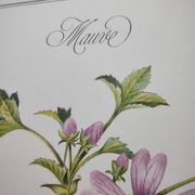 Botanical poster -Mauve- Illustration of medicinal plants and herbs by Michaud