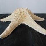 Starfish/diameter 29 cm