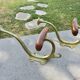 Pair of Art Nouveau coat hooks in bronze and chestnut, circa 1930.