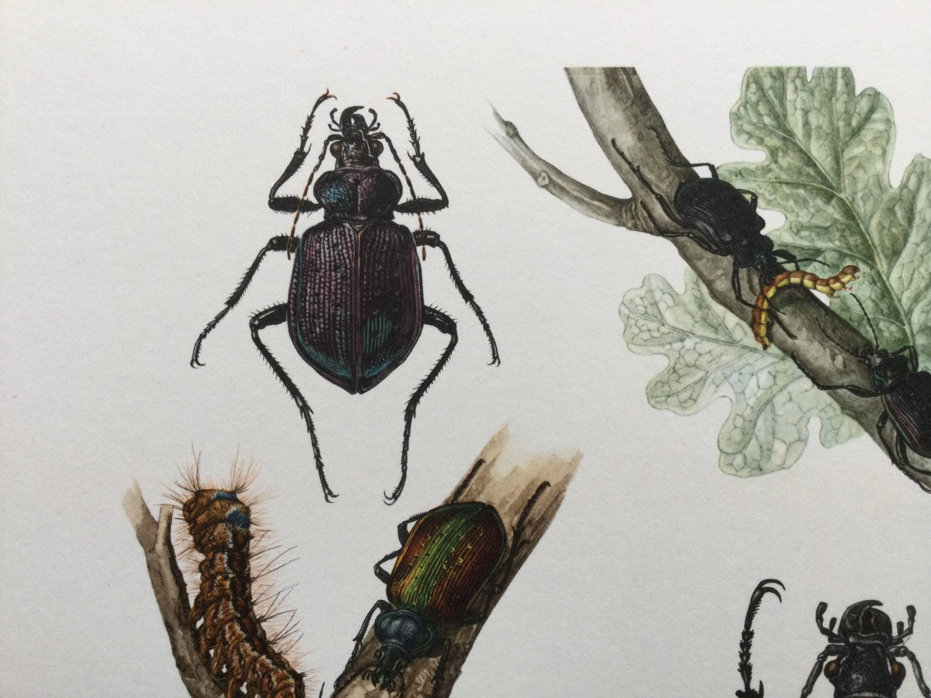 Antique illustration "insects", 1960s
