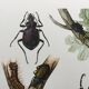 Antique illustration "insects", 1960s