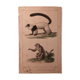 Lithograph late 19th watercolor mammals.