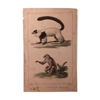 Lithograph late 19th watercolor mammals.