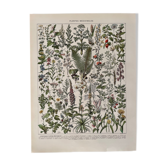 Lithograph on medicinal plants from 1928 (absinthe)