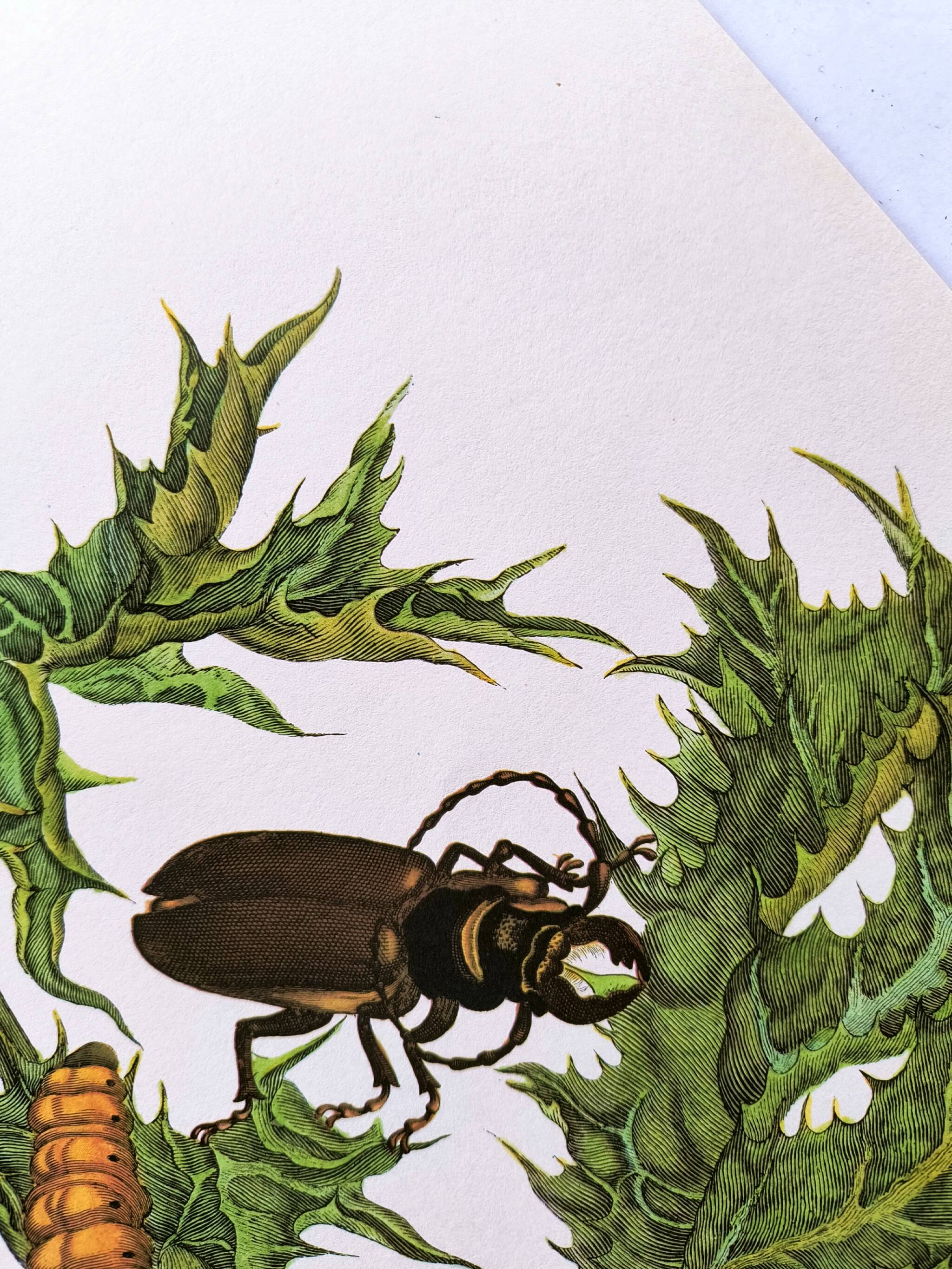 Merian Botanical Plate - Mexican Thorny Thistle - Ancient and Natural