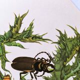 Merian Botanical Plate - Mexican Thorny Thistle - Ancient and Natural