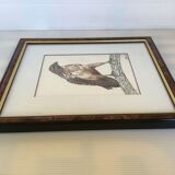 Ancien cadre rapace oiseau
