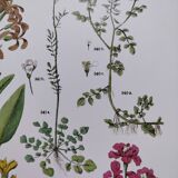 Affiche sur les plantes d'après une gravure de 1881 "giroflée"