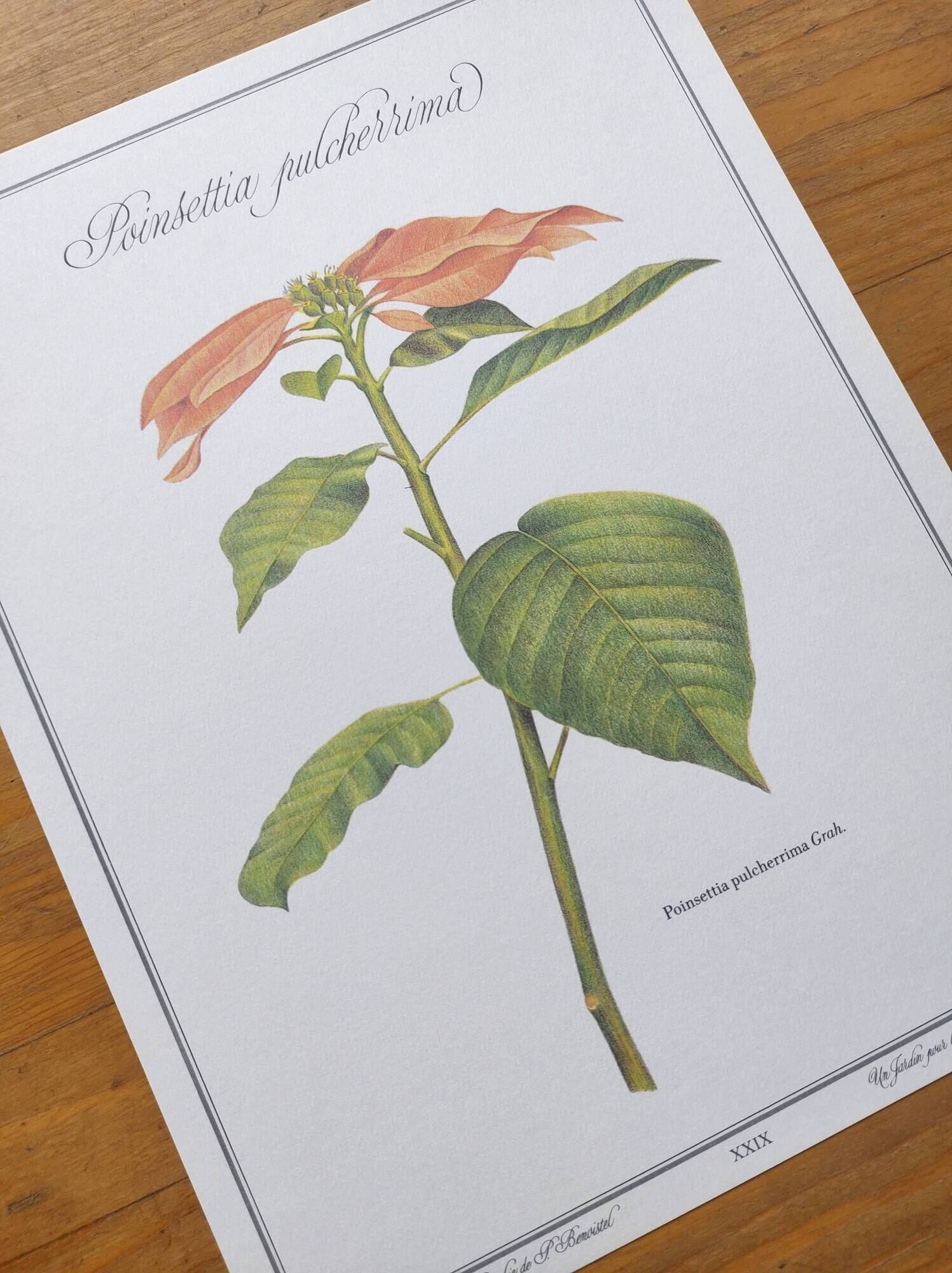 Botanical engraving -Poinsettia Pulcherriima- Illustration of medicinal plants and herbs