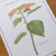 Botanical engraving -Poinsettia Pulcherriima- Illustration of medicinal plants and herbs