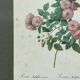 Floral illustration