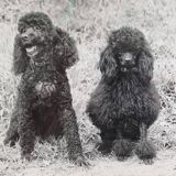 Old photograph, Canine Complicity, Silver print signed "Dim" (Henri Dimont) 32 x 25 cm