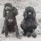 Old photograph, Canine Complicity, Silver print signed "Dim" (Henri Dimont) 32 x 25 cm