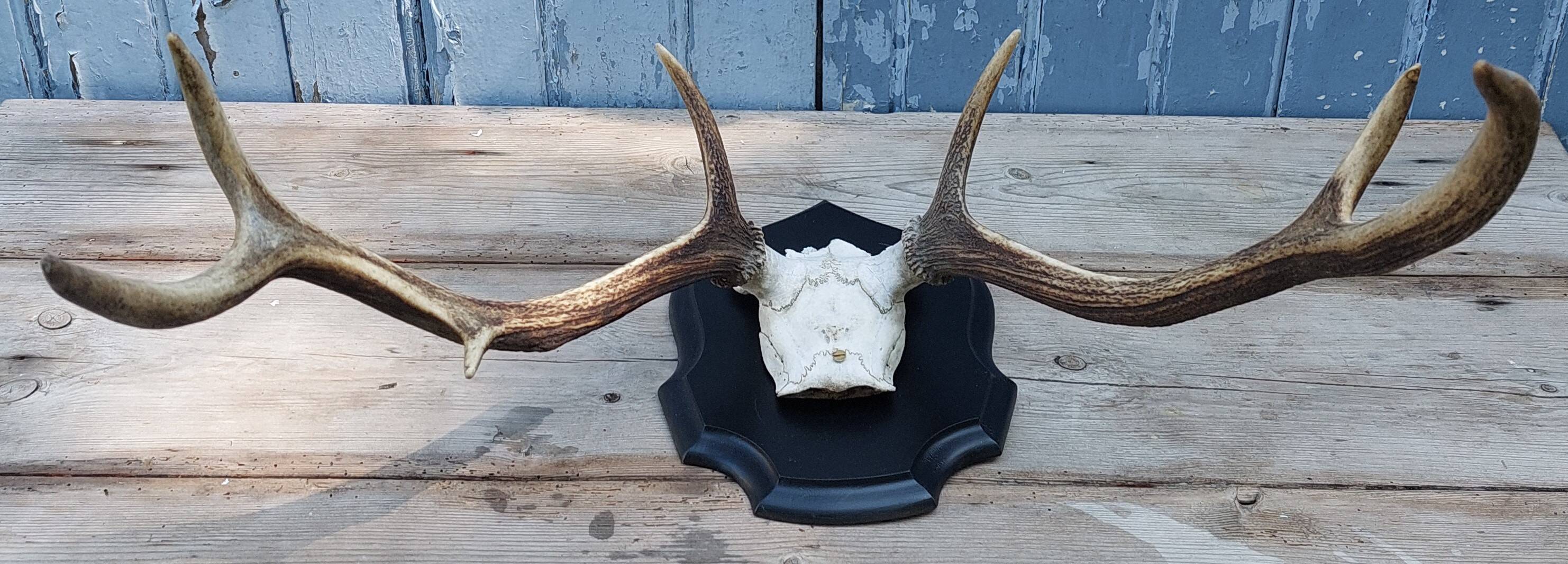 Deer slaughter hunting trophy