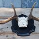 Deer slaughter hunting trophy