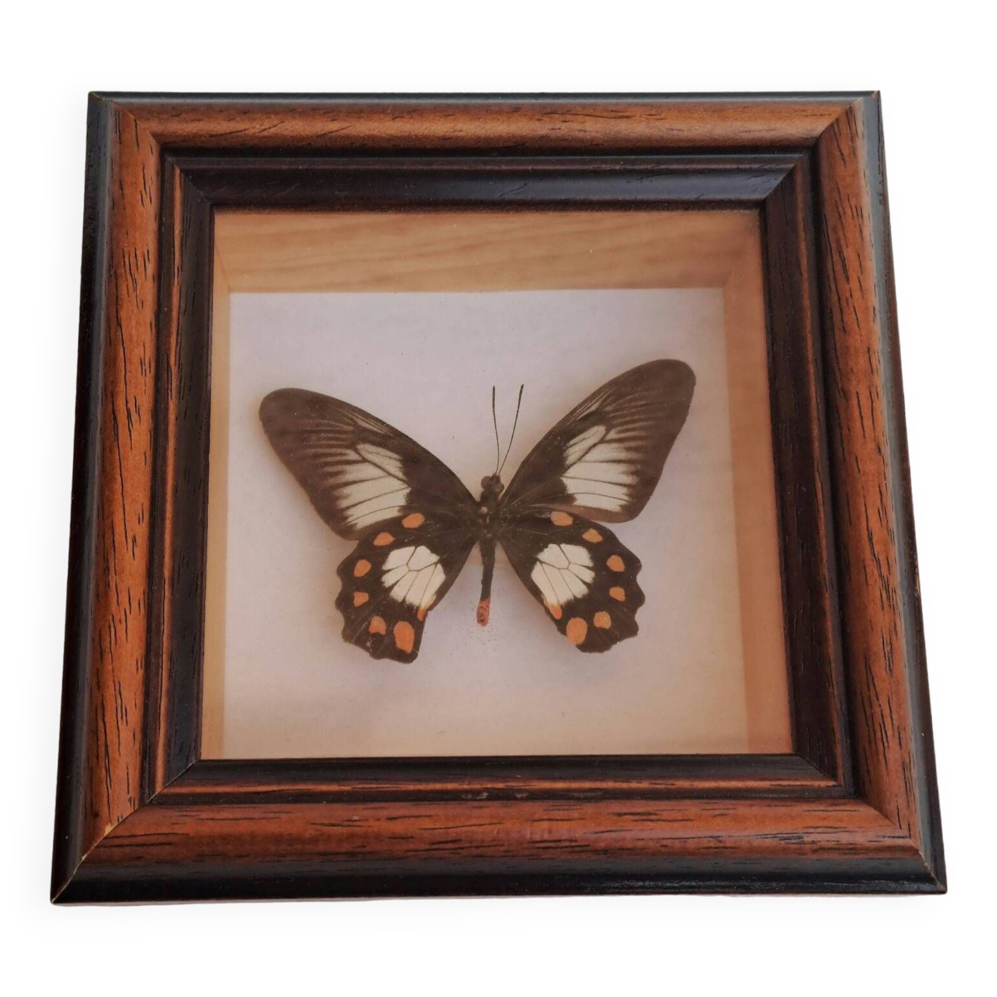 Butterfly under glass