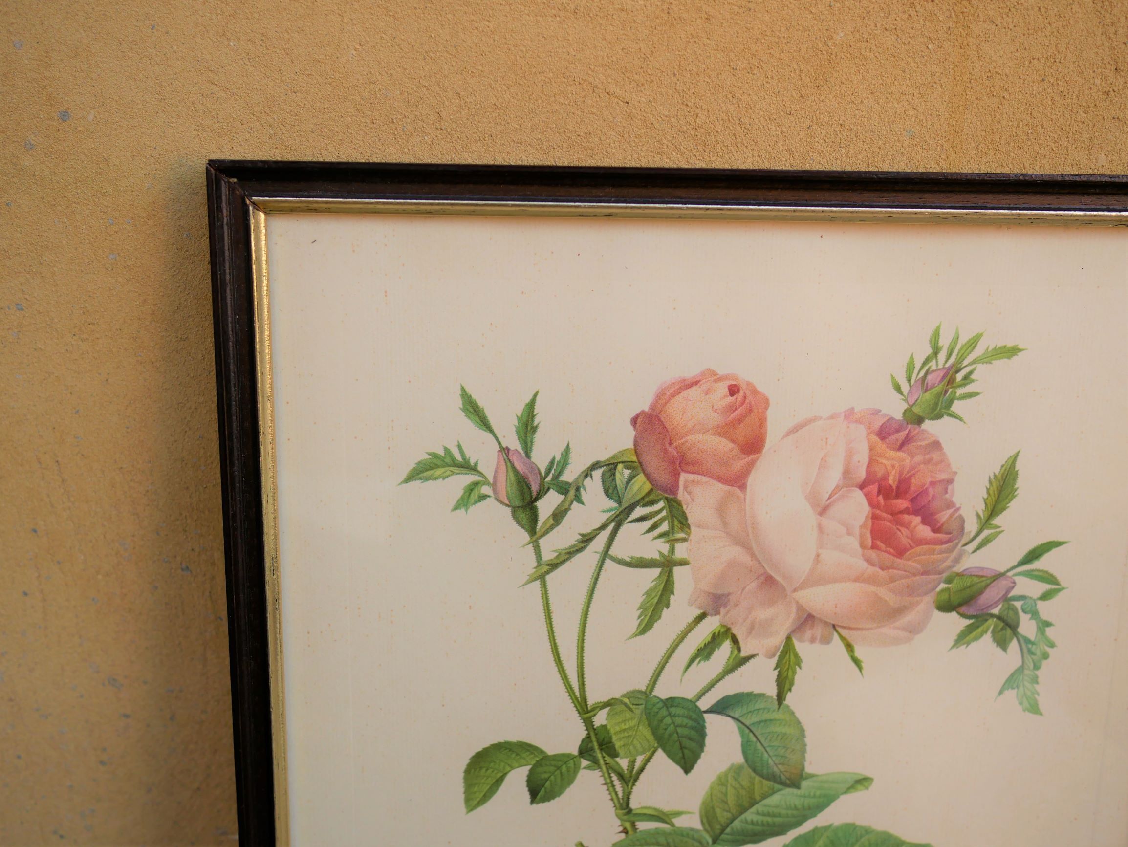 Vintage botanical poster "Rosa Centifolia Foliacea" by P.J.Redouté