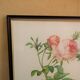 Vintage botanical poster "Rosa Centifolia Foliacea" by P.J.Redouté