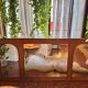 Italian coastal mirror in bamboo and rattan in the style of Vivai del Sud, 1970s.