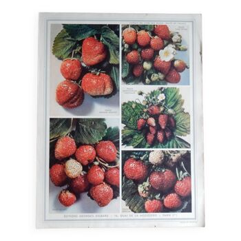 Affiche botanique sur les fraises 1947 Delbard