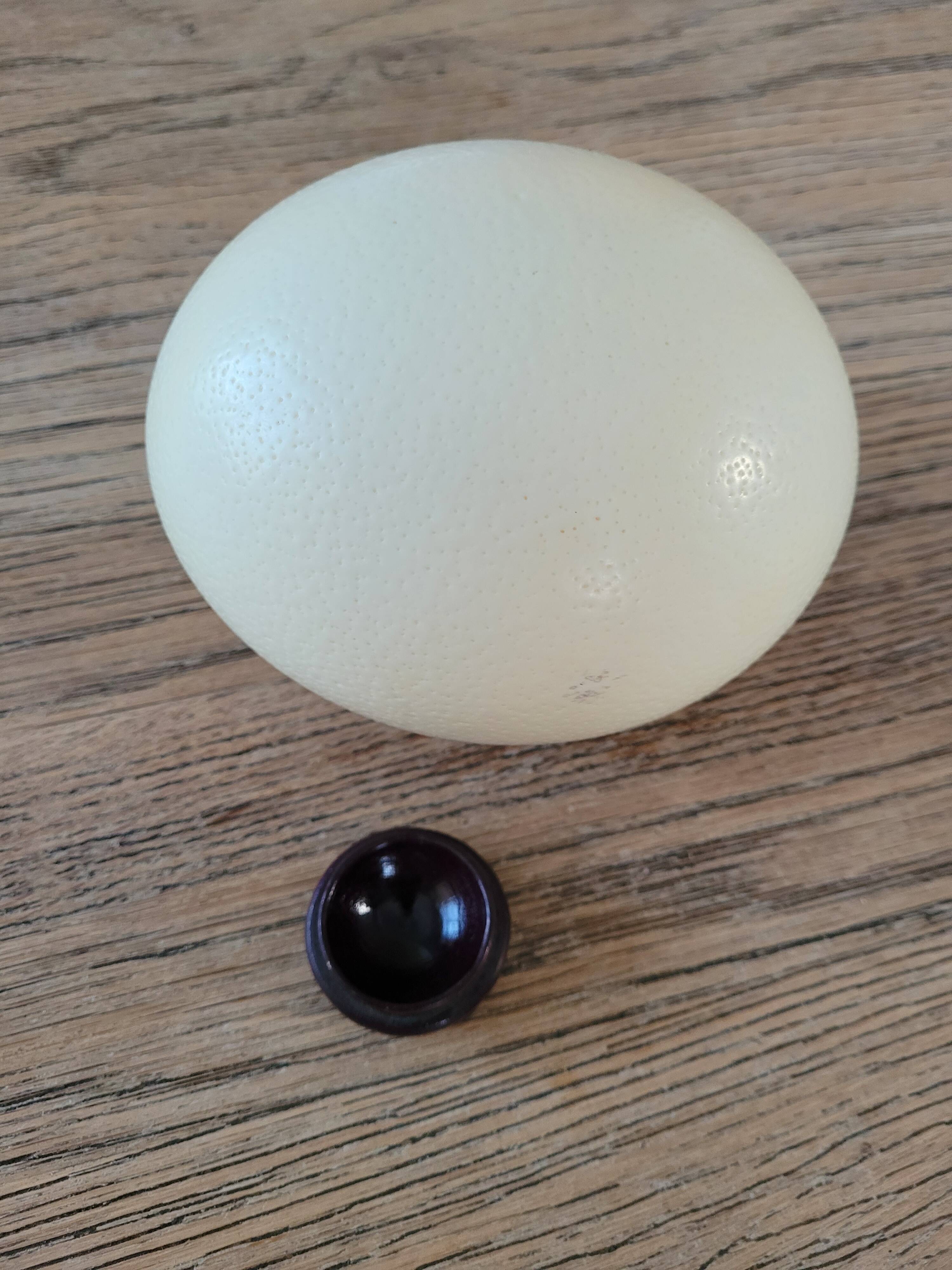 Large emptied Ostrich Egg.