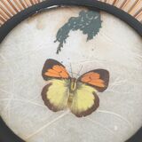 Wicker and butterfly fruit basket