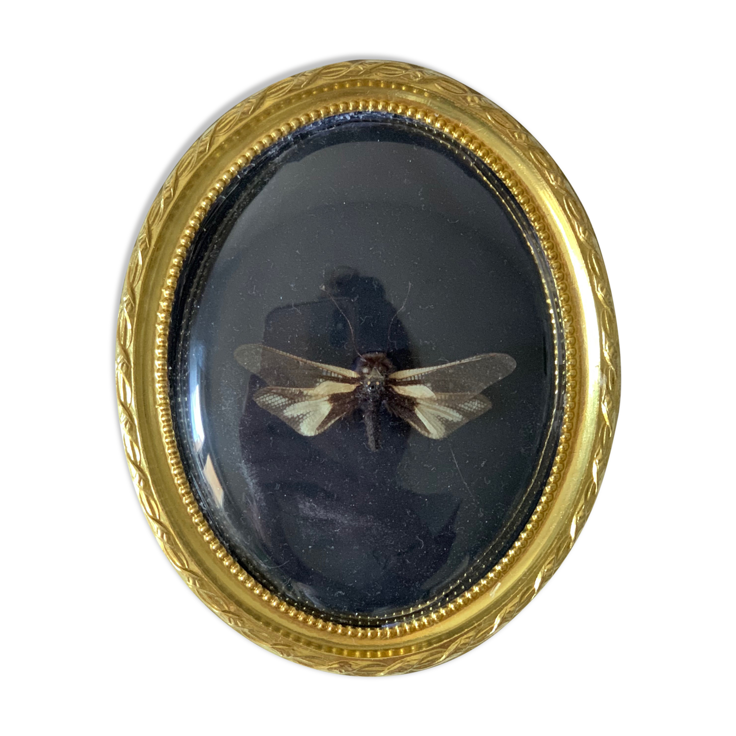 Butterfly under bulging frame