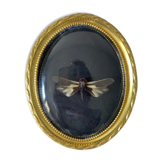 Butterfly under bulging frame