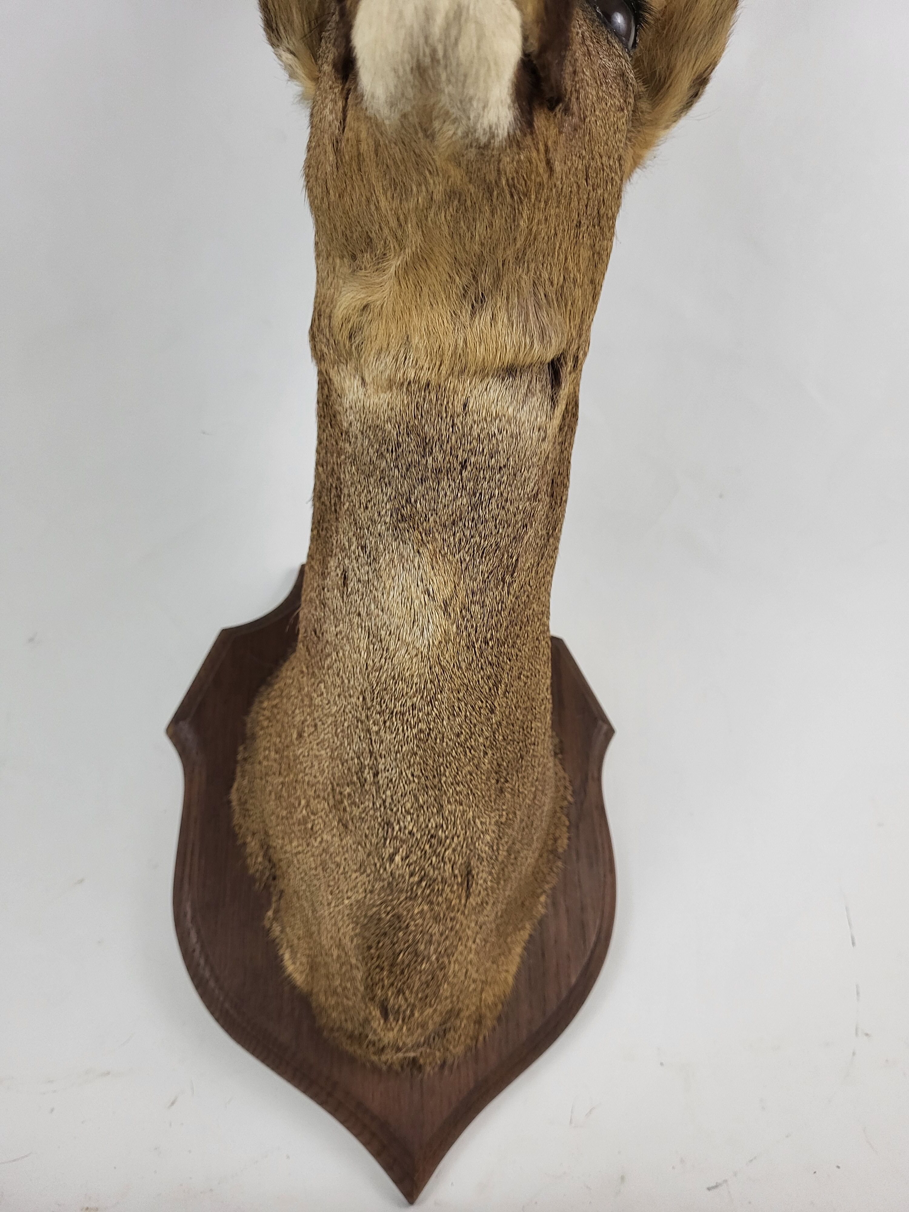 Stuffed and naturalized deer head Taxidermy