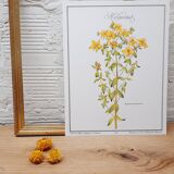 St. John's wort botanical board